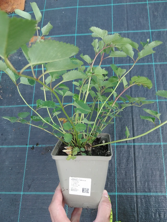 Verikurjenpolvi obtusa - 24. 6. 2025