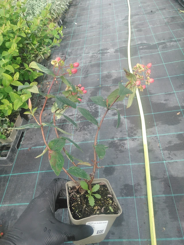 Hipérico Globo Ruby - 10. 9. 2025