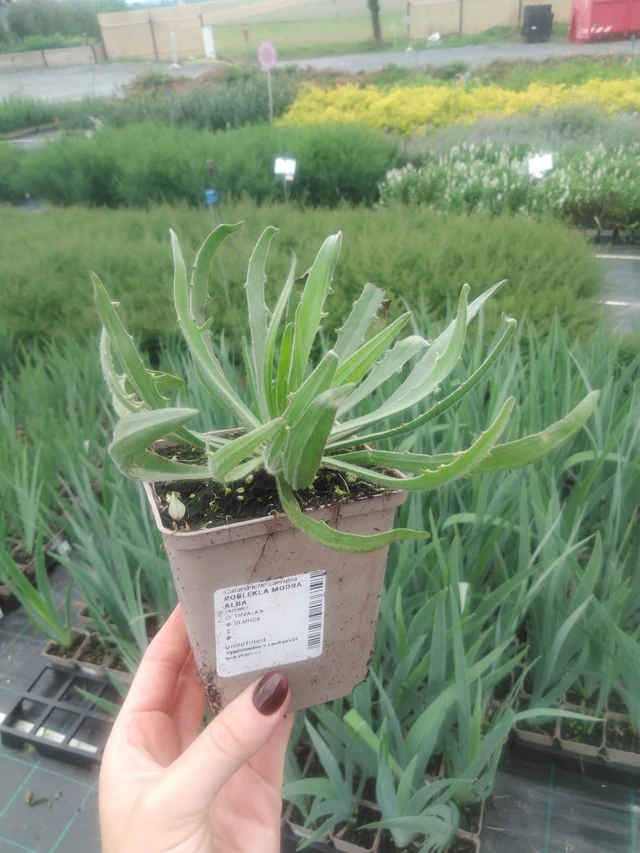 Lobelia azul Alba - 2024