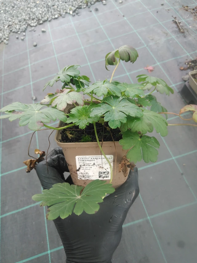 Kurjenpolvi Cambridge - 13. 10. 2025