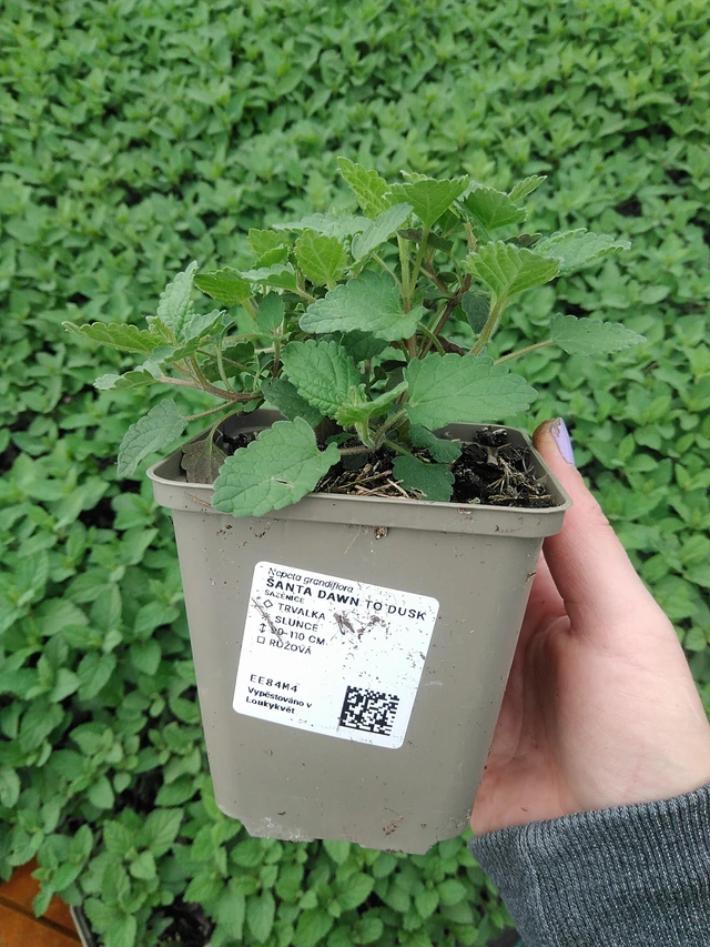 Šanta Dawn to Dusk - 9. 6. 2025