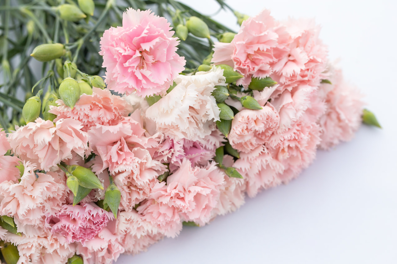 Karafiát Chabaud La France, Loukykvět