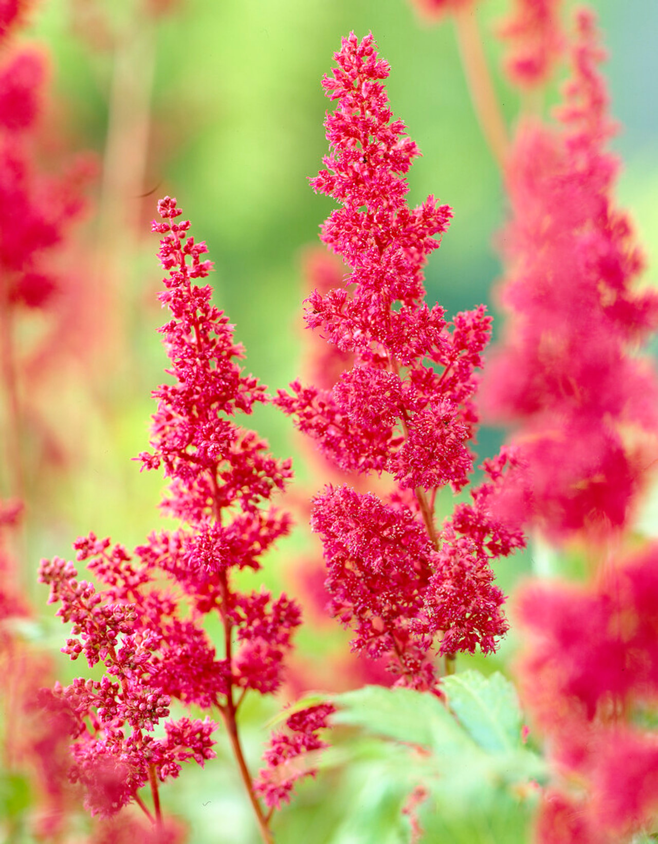 Astilbe Fanal, Loukykvět