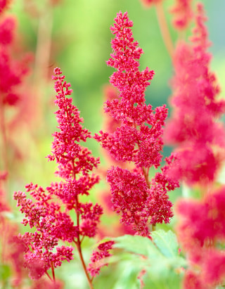 Astilbe Fanal, Loukykvět