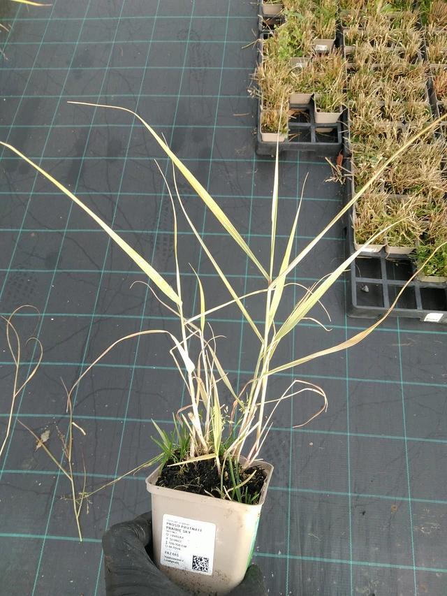 Proso prutnaté Prairie Sky - 31. 10. 2025