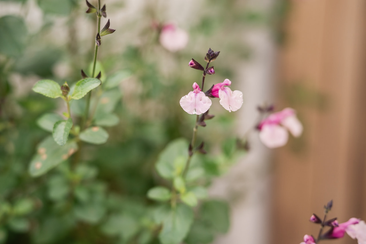 Šalvěj Dancing Dolls, Loukykvět