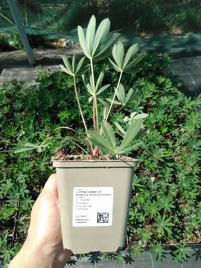 Altramuz Band of Nobles Schloßfrau - 13. 5. 2025