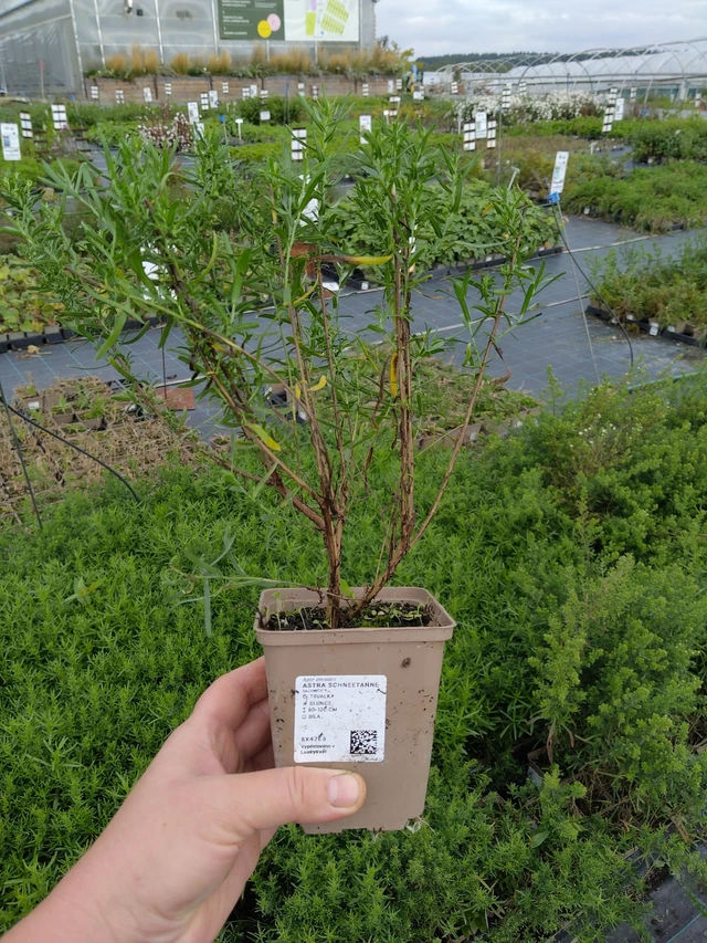 Aster Schneetanne - 9. 10. 2025