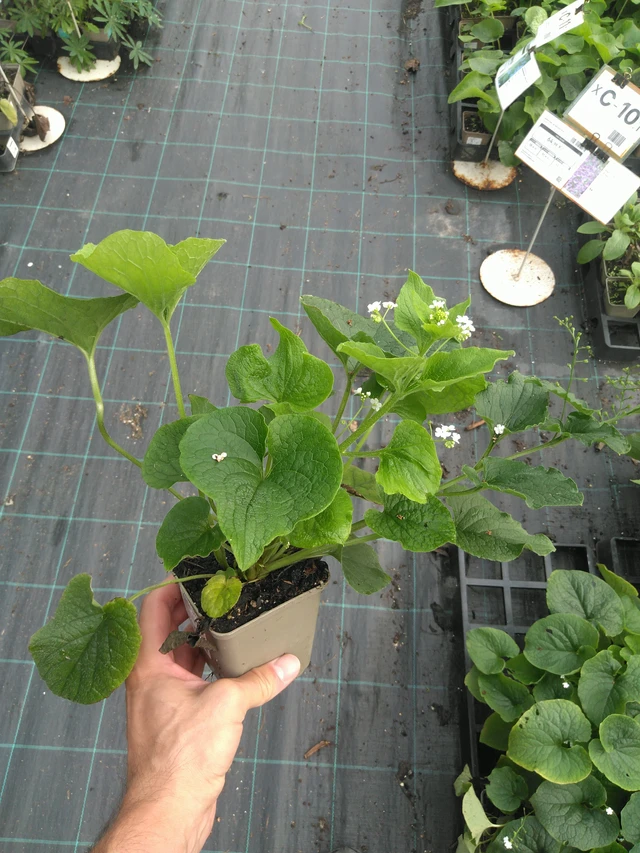 Pomněnkovec Betty Bowring - 25. 7. 2025