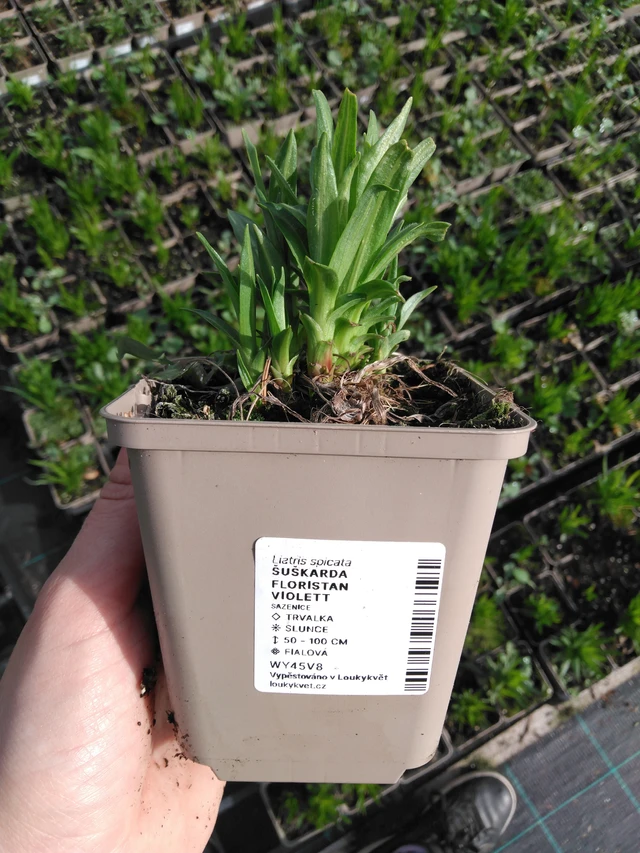 Liatris Floristan Violett - 2024