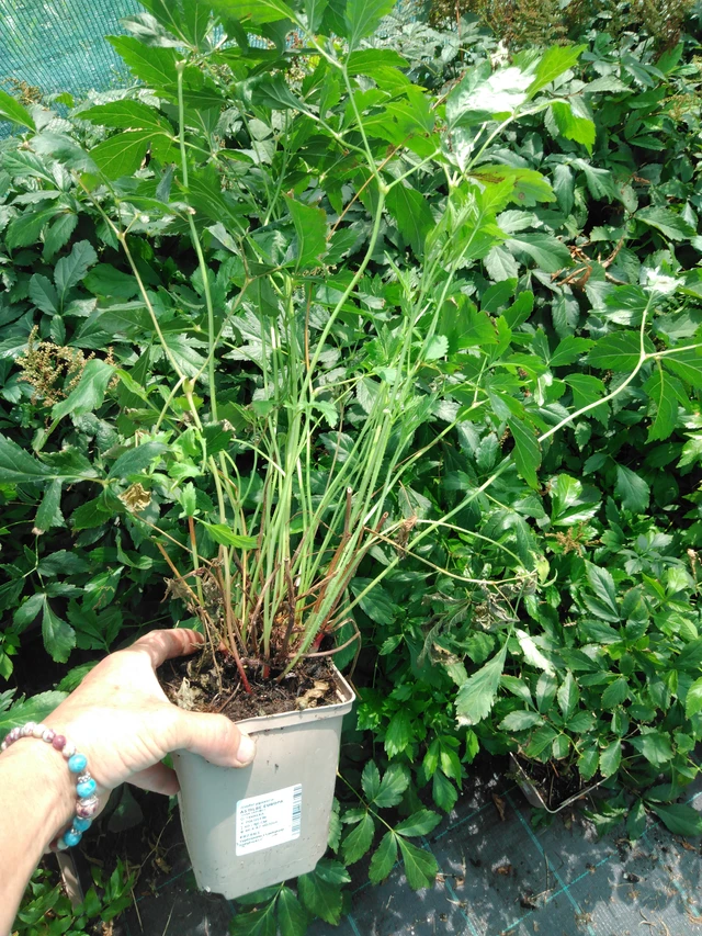 Astilbe Europa - 2024