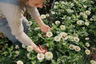 Cínie Benary’s Giant White, Loukykvět