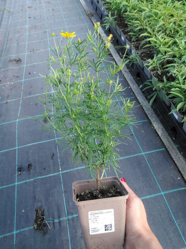 Tickseed Zagreb - 11. 9. 2025