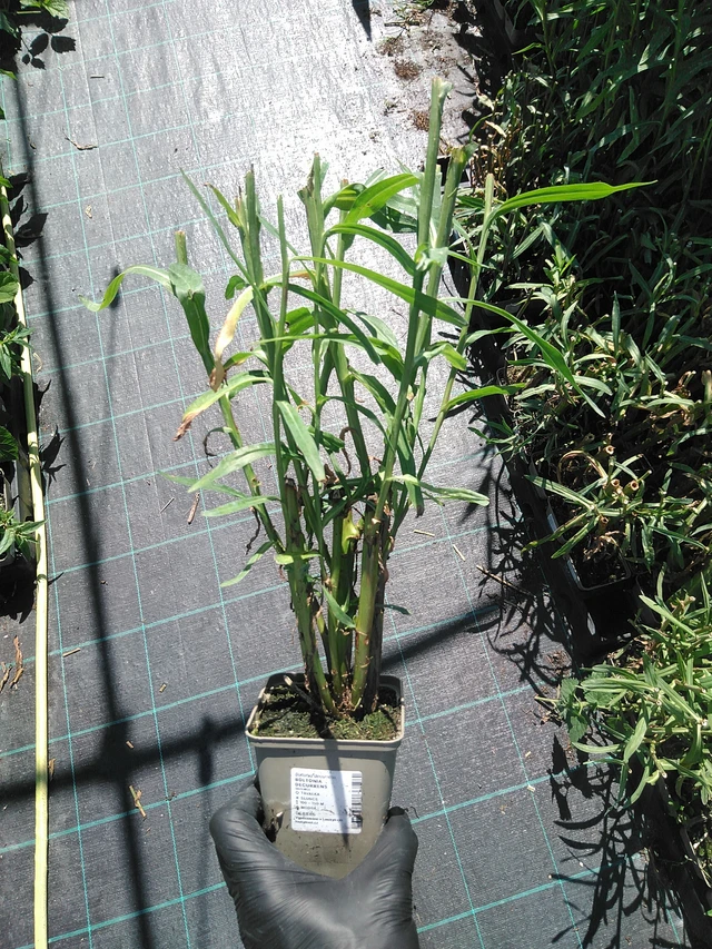 Boltonia decurrens - 19. 8. 2025