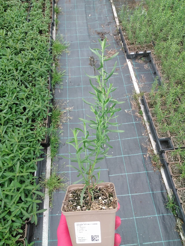 Aster Schneetanne - 7. 7. 2025