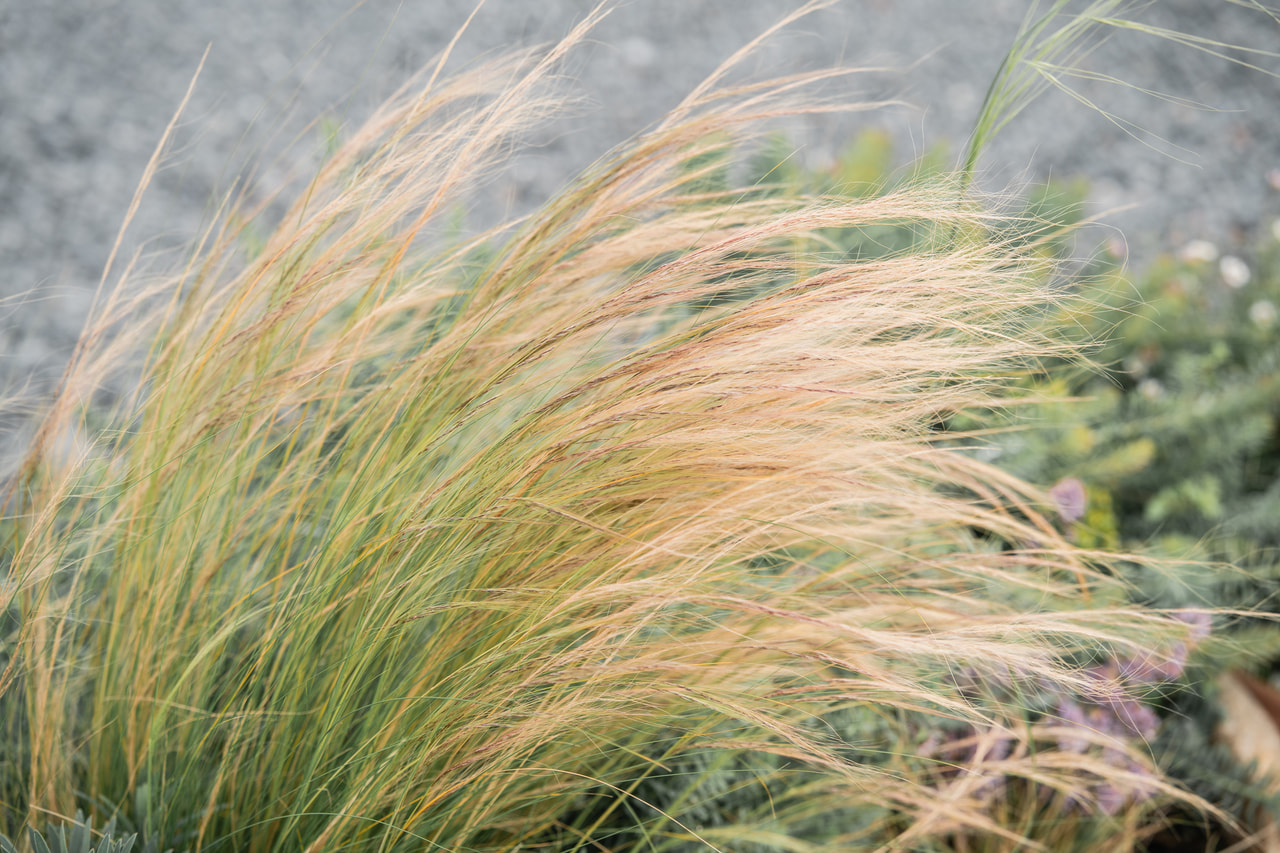 Kavyl vláskovitý, Loukykvět