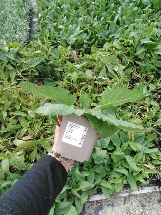 Salvia de prado Swan Lake - 2024