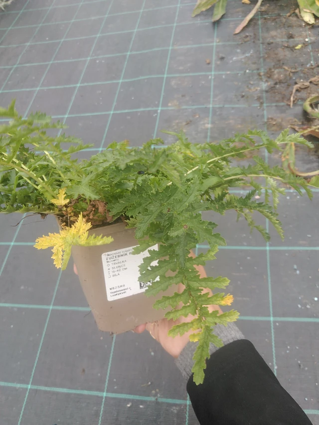 Meadowsweet Plena - 10. 10. 2025