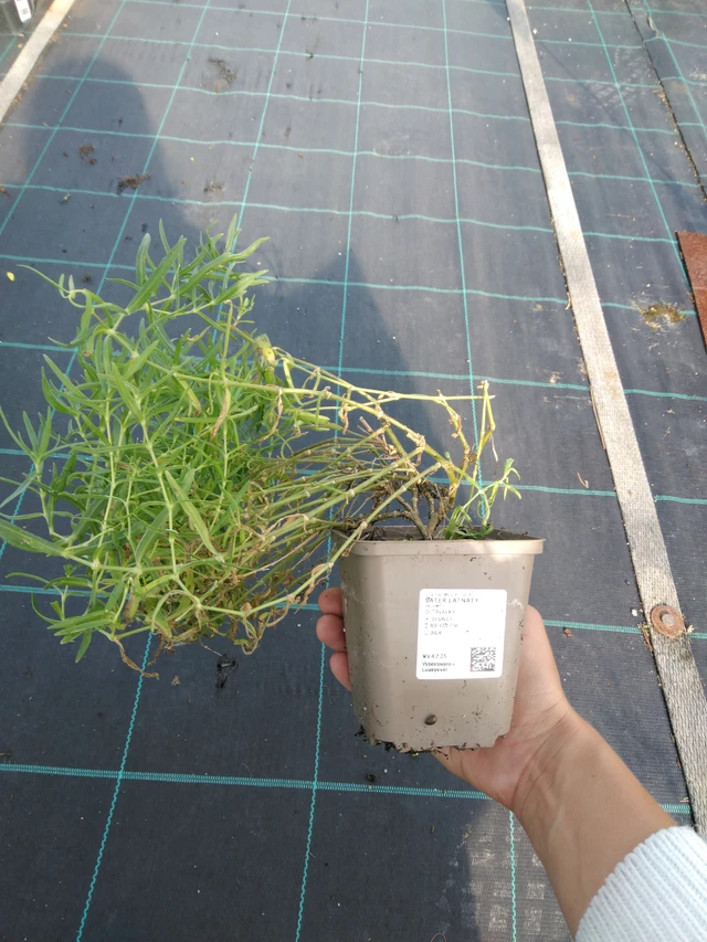 Paniculata - 11. 9. 2025