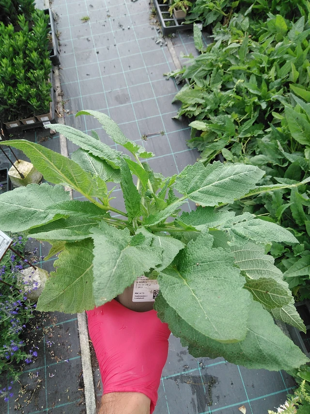 Salvia de prado Swan Lake - 29. 7. 2025