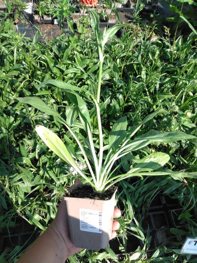 Hlaváč Fama Deep Blue - 2024