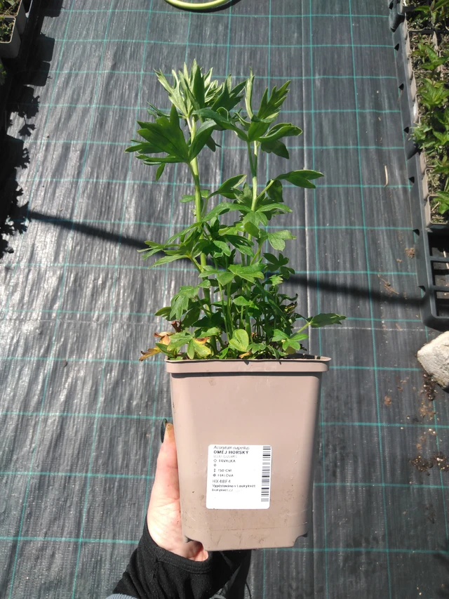 Oměj horský - 13. 5. 2025