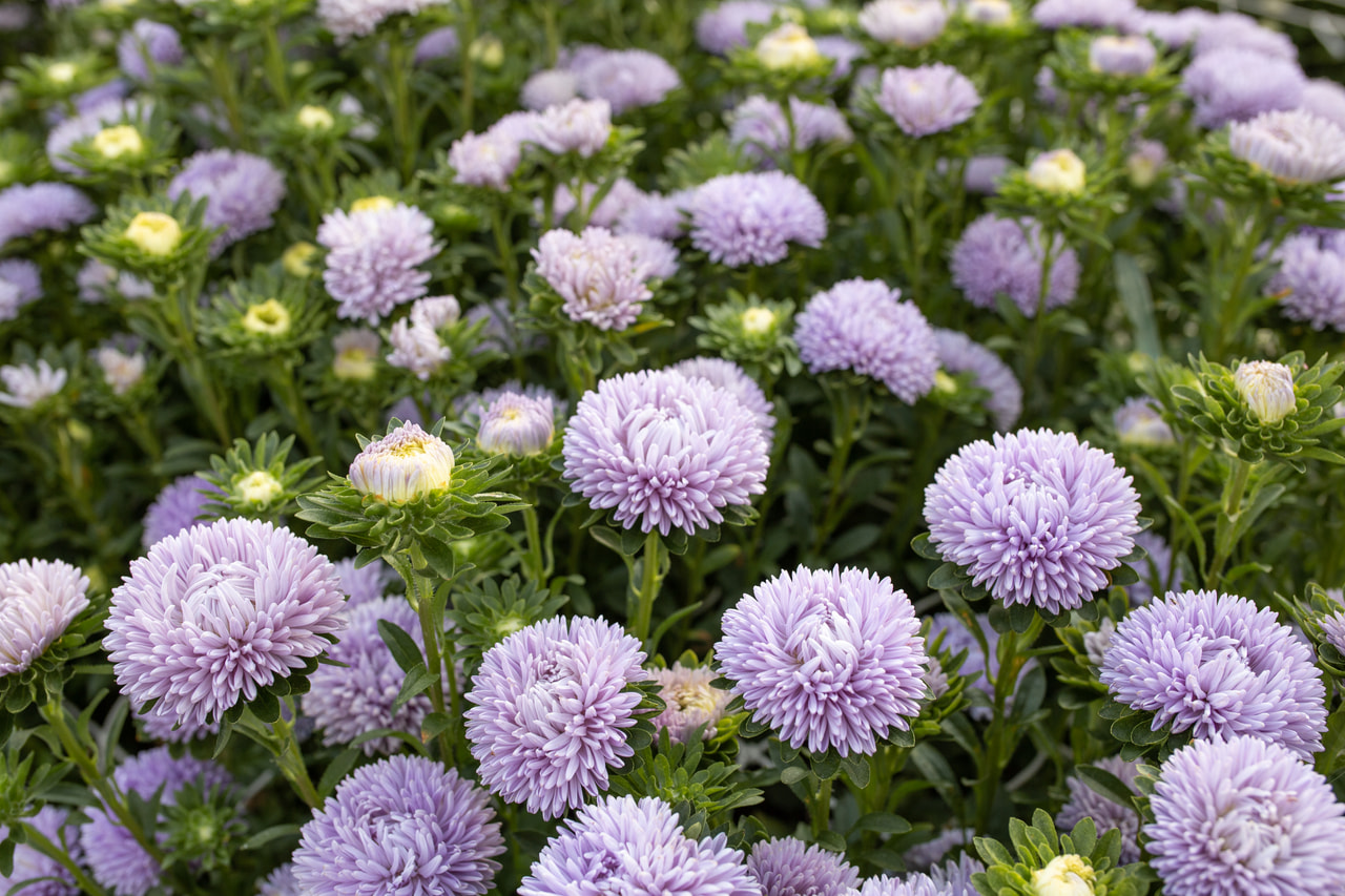 Astra Lady Coral Lavender, Loukykvět