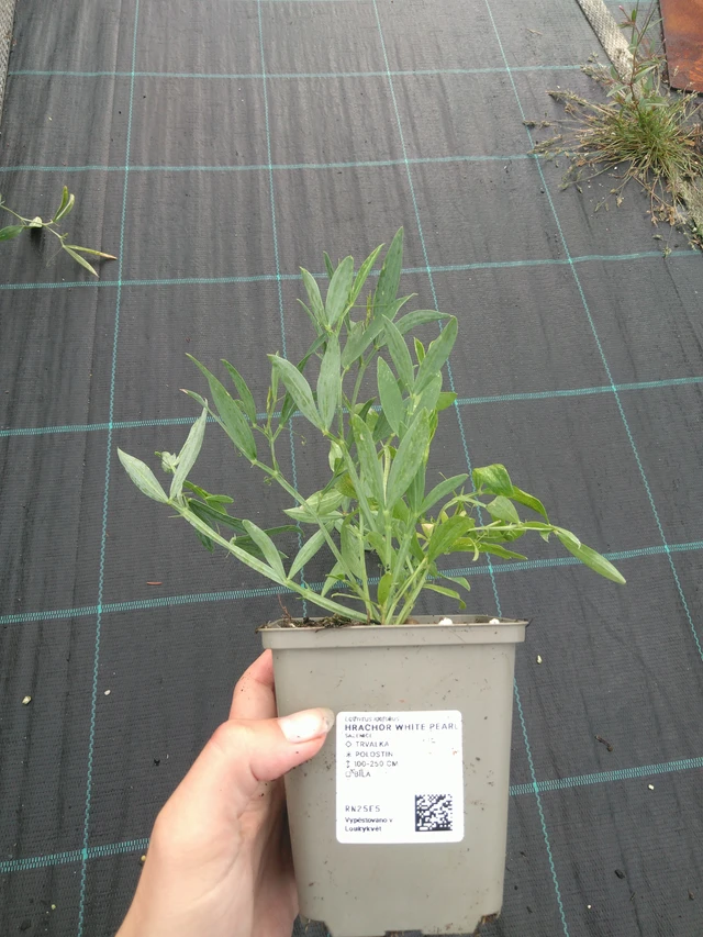 Hajuherne White Pearl - 11. 7. 2025