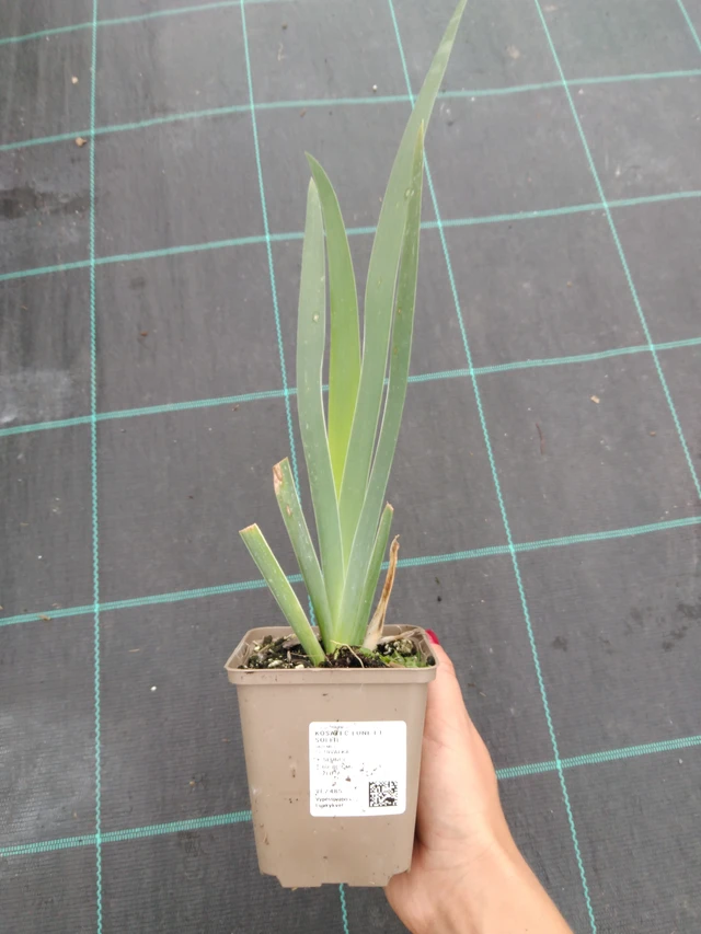 Iiris Lune et Soleil - 10. 9. 2025