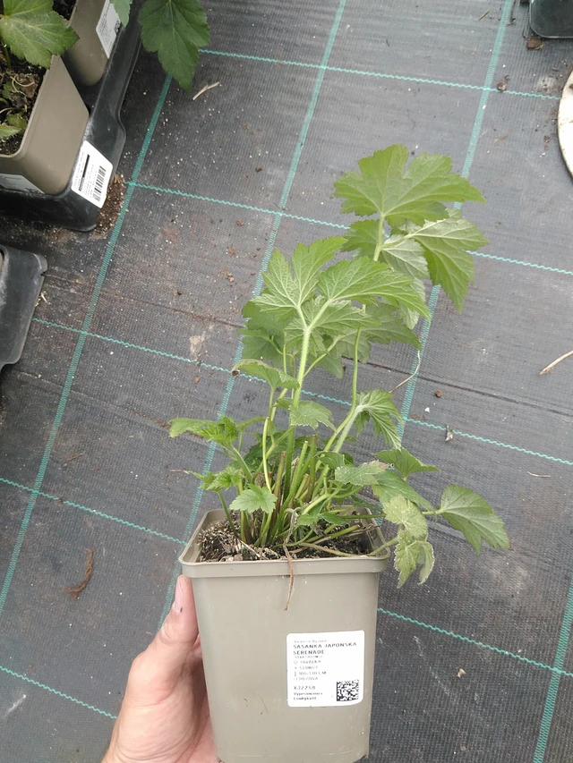 Sasanka japonská Serenade - 24. 6. 2025