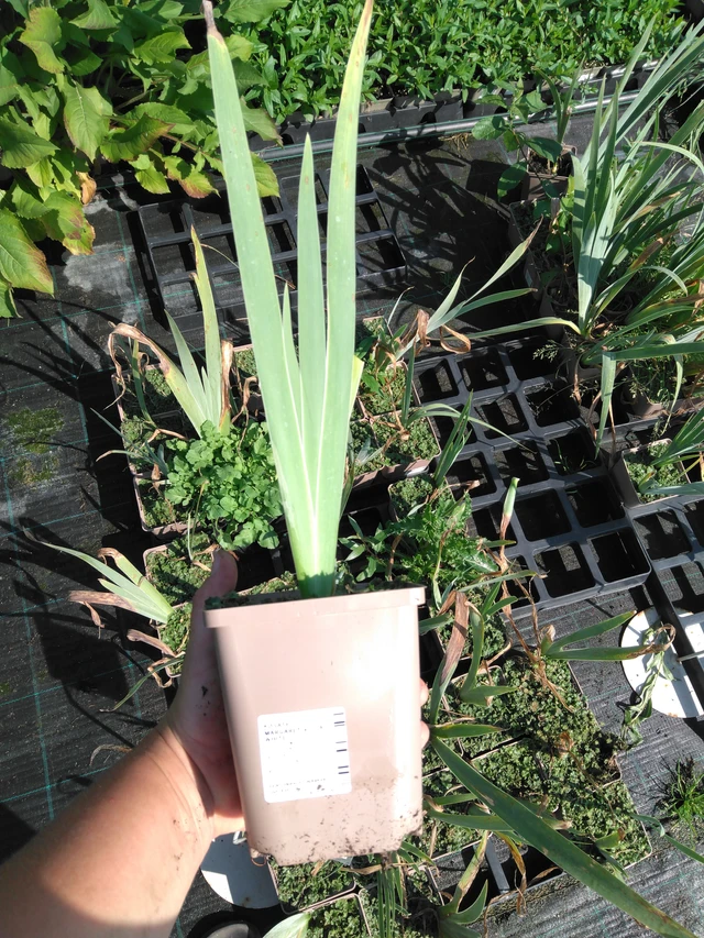 Kurjenmiekka Margaret Viola White - 2024