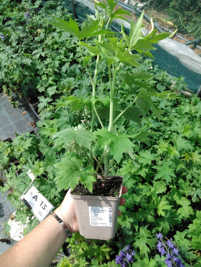 Ritarinkannus Benary’s Pacific Black Knight - 2024