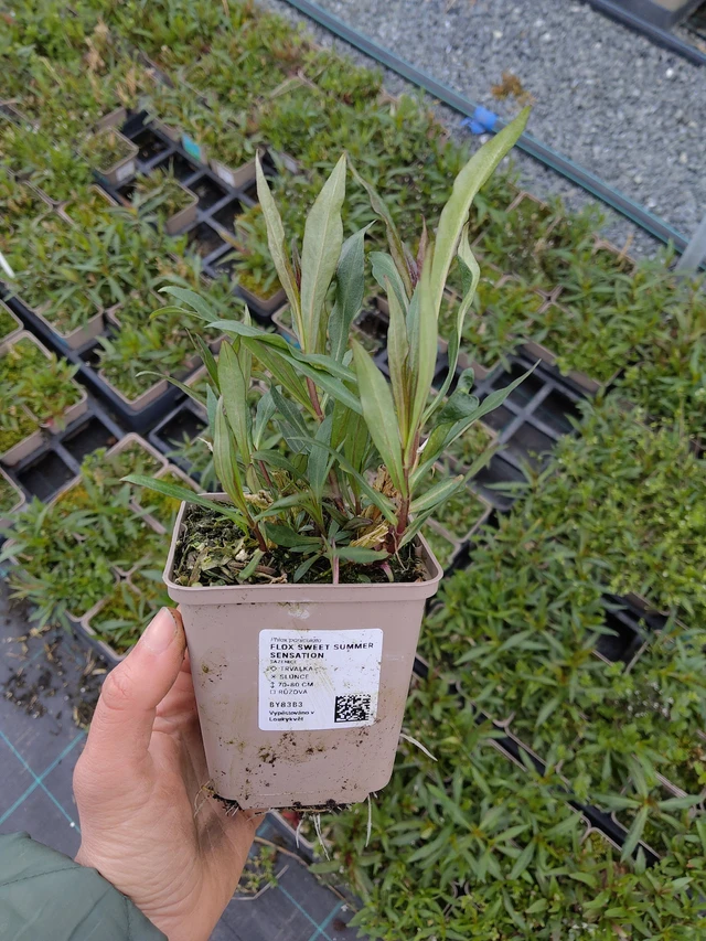 Leeklill Sweet Summer Sensation - 21. 4. 2026