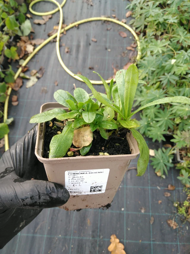 Miosotis de pantano - 31. 10. 2025