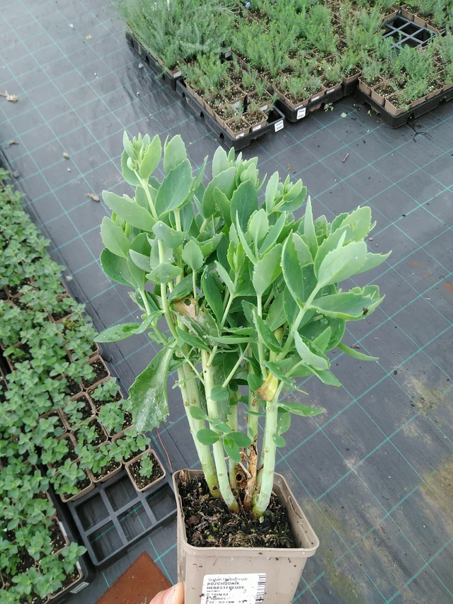 Rozchodník Herbstfreude - 28. 7. 2025