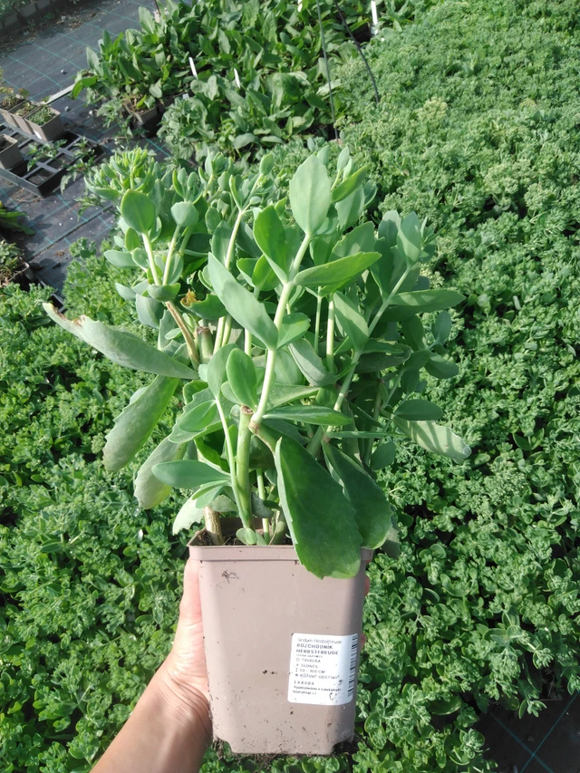 Rozchodník Herbstfreude - 2024