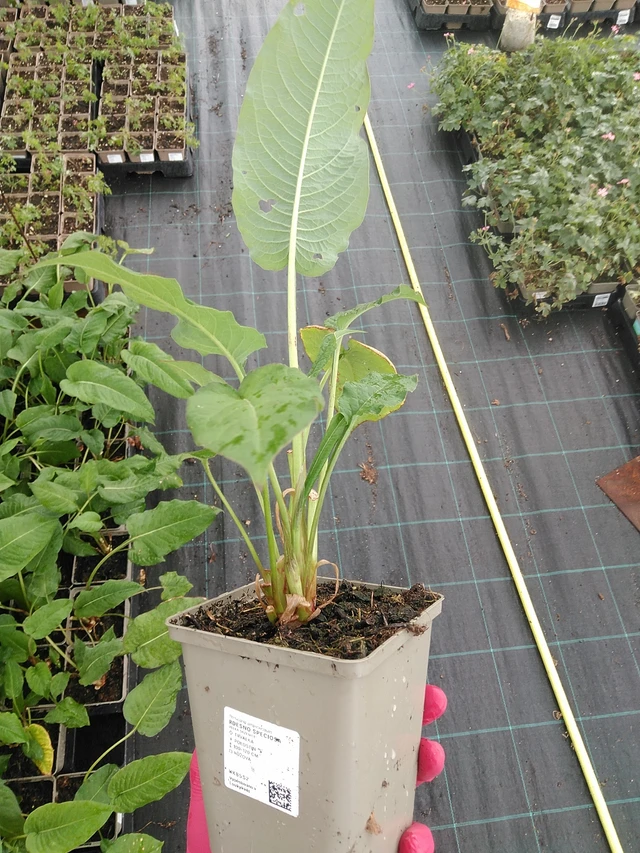 Persicaria Speciosa - 7. 7. 2025