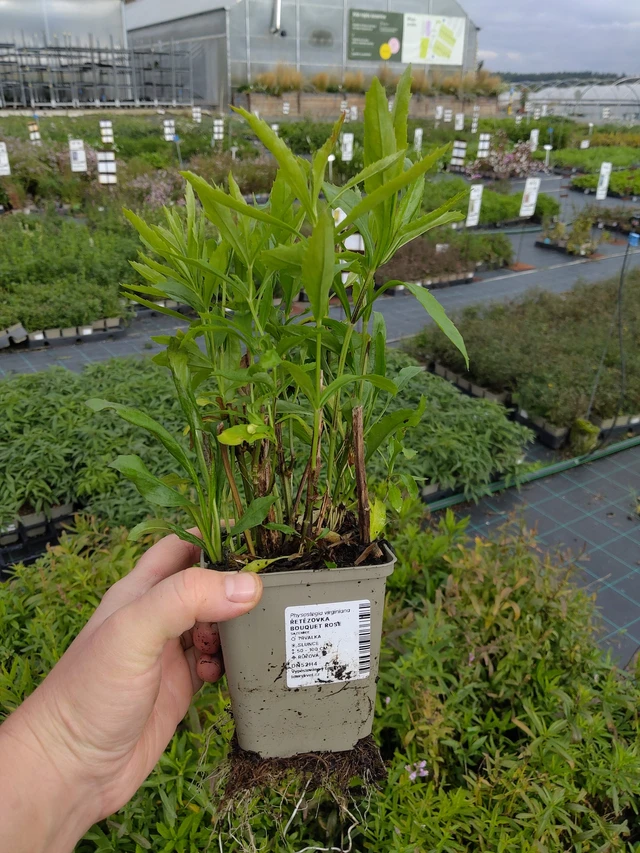 Lythrum Bouquet Rose - 9. 10. 2025