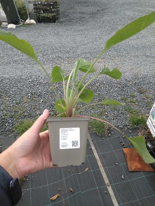 Rudbeckia Green Wizard - 11. 7. 2025