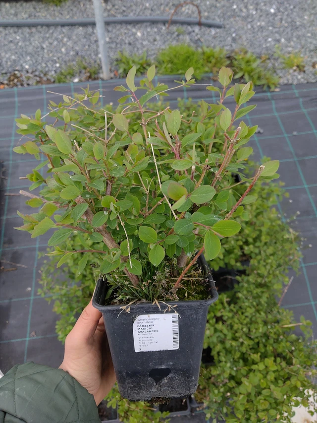 Pámelník Magical Avalanche - 21. 4. 2026