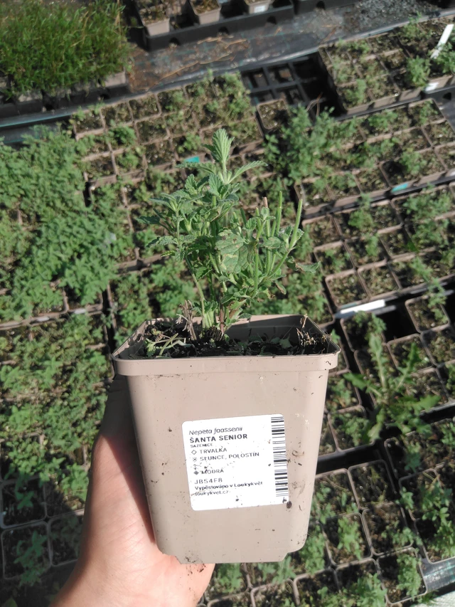 Catnip Senior - 2024