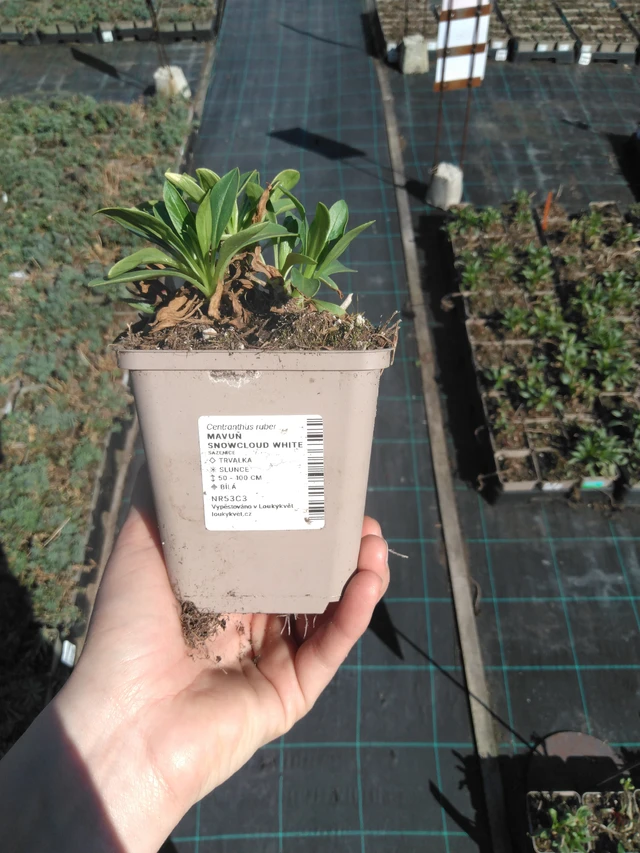 Baby's Breath Snowcloud White - 3. 4. 2025