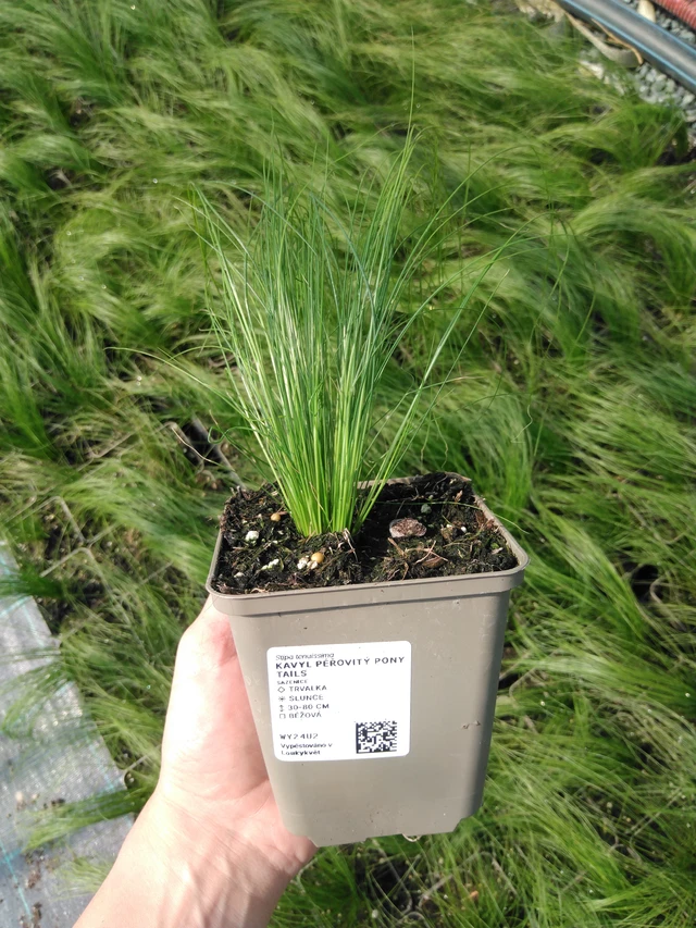 Kavyl péřovitý Pony Tails - 13. 5. 2025