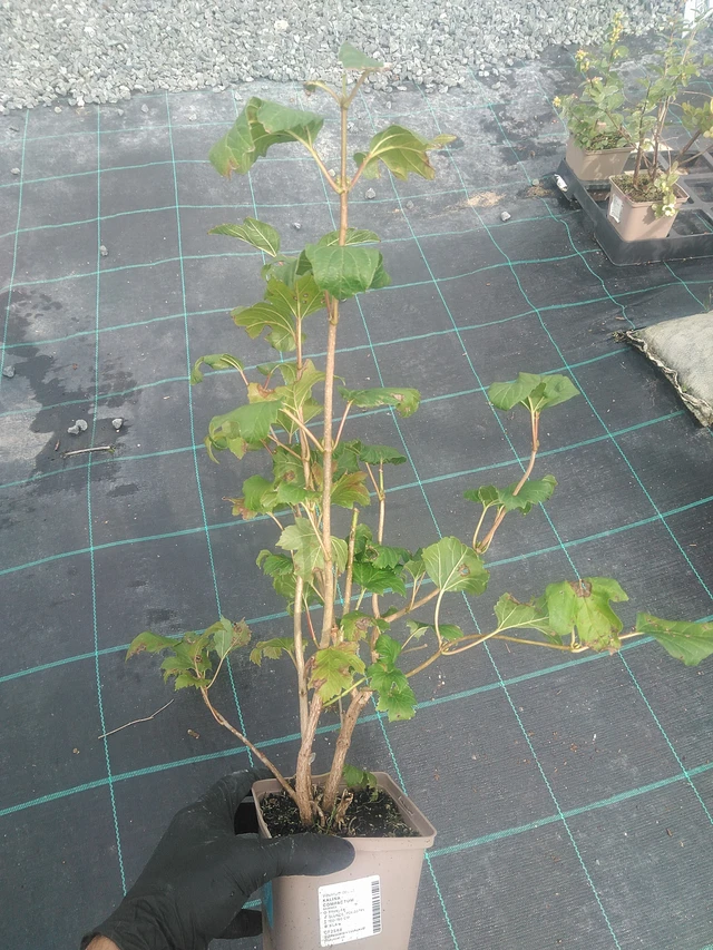 Viburnum Compactum - 10. 9. 2025