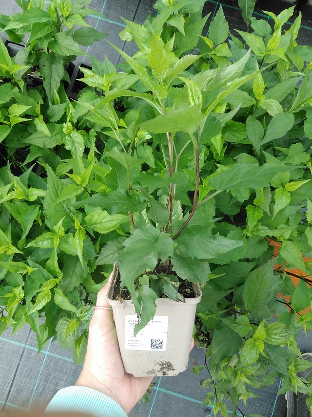 Astra rozkladitá Tradescant - 9. 6. 2025