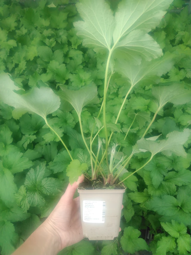 Sasanka japonská Whirlwind - 2024