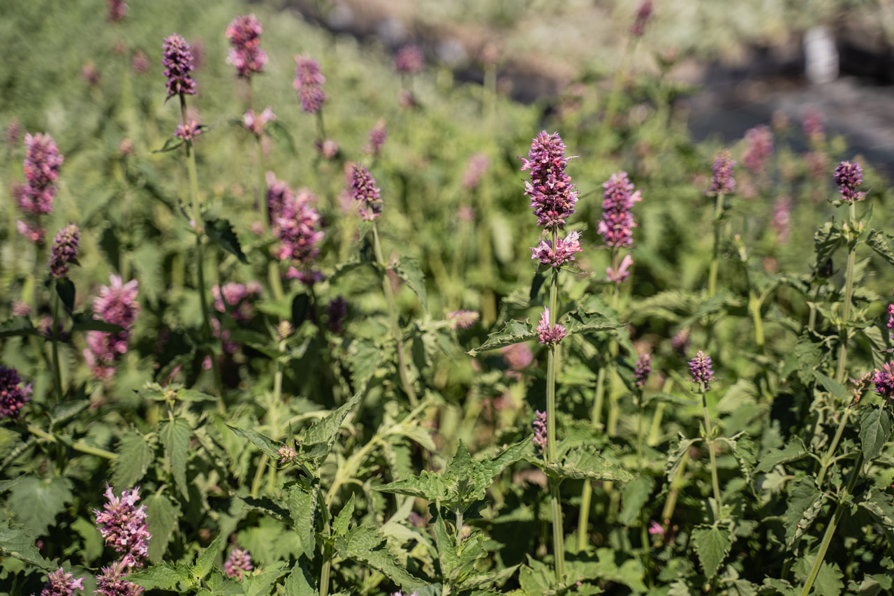 Agastache Danish Delight, Loukykvět