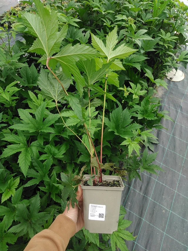 Angervo Venusta - 9. 6. 2025