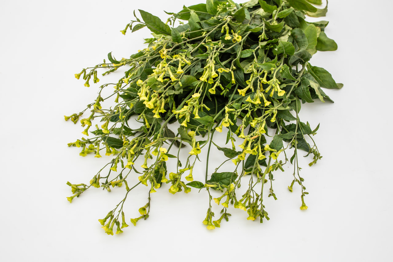 Tabákovník Lemon Tree, Loukykvět