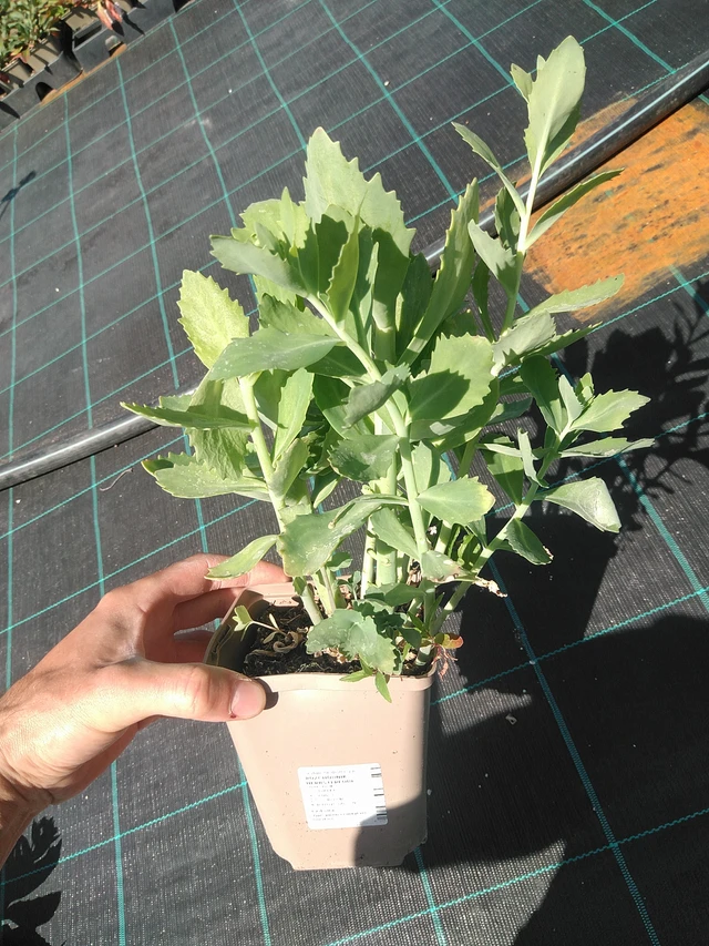 Rozchodník Herbstfreude - 24. 6. 2025